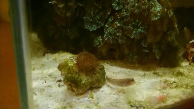 Морской Рак-крот (Upogebia pusilla) #морскойаквариум #аквариум #aquarium #аквариумистика смотреть онлайн