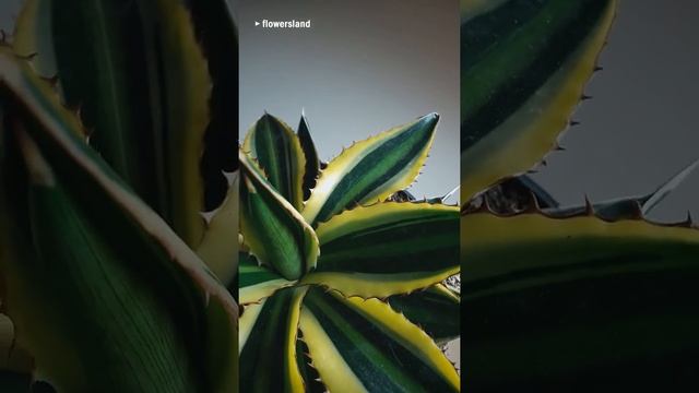 Агава лофанта 'Квадриколор' (Agave lophantha 'Quadricolor') смотреть онлайн