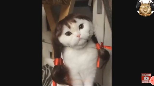 Кошки видят все цвета так человек смотреть онлайн