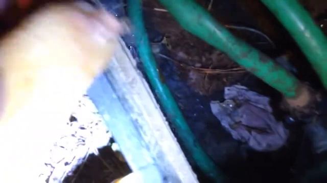 Nasty Phallus impudicus mushroom смотреть онлайн