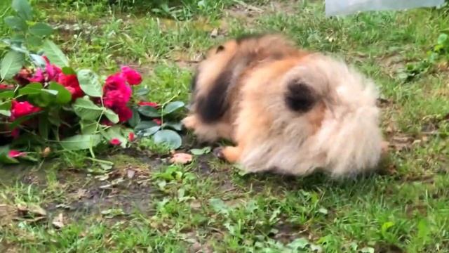 ШПИЦ НА ДАЧЕ ГЛАВНЫЙ смотреть онлайн