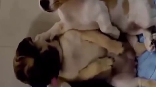 ЗАБАВНЫЕ Приколы про животных январь. смотреть онлайн