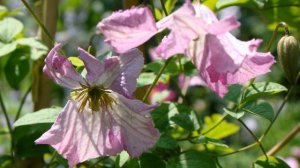 Весенняя пересадка клематисов: "за" и "против"