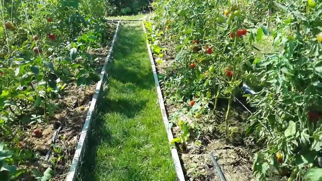 Помидоры под затеняющей сеткой смотреть онлайн