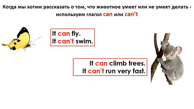 Funny animals смотреть онлайн
