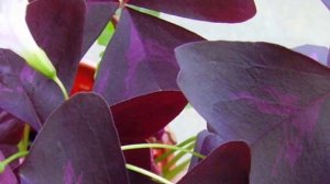 Оксалис (Клевер счастья, кислица)— приметы и суеверия.