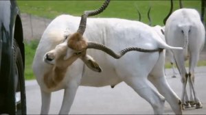 Владимир Высоцкий -   Песенка ни про что, или что случилось в Африке. Жираф