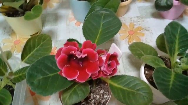 КОМНАТНЫЕ ЦВЕТЫ. СЕМЕЙСТВО ГЕСНЕРИЕВЫХ. ПОГОВОРИМ О ГЛОКСИНИЯХ. смотреть онлайн