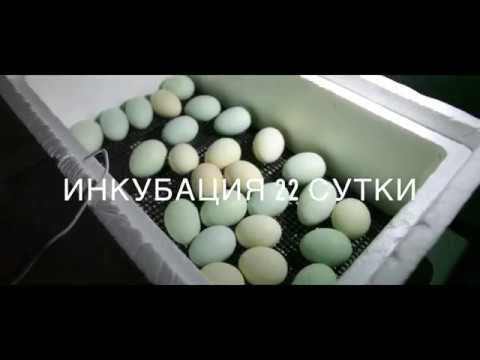 ИНКУБАЦИЯ l ч.3 l ПРОВАЛ l ОШИБКИ l