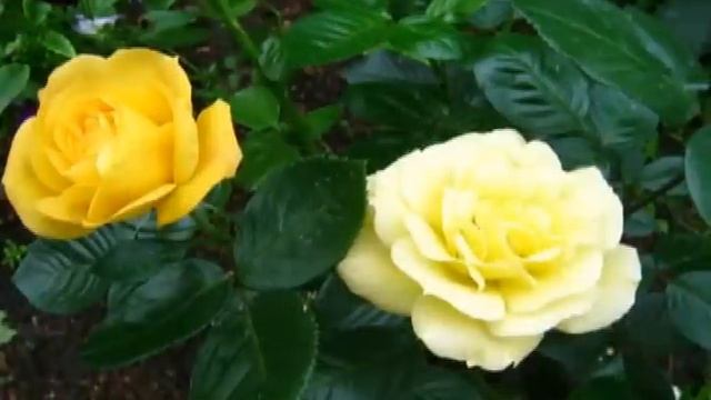 Цветы Сибири смотреть онлайн