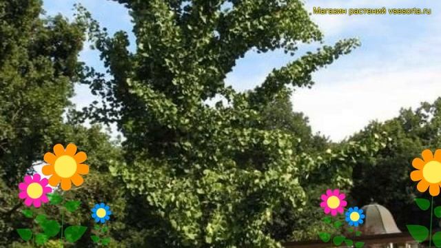Гинкго билоба Принстон Сентри. Краткий обзор, описание характеристик Ginko Biloba Princeton Sentry