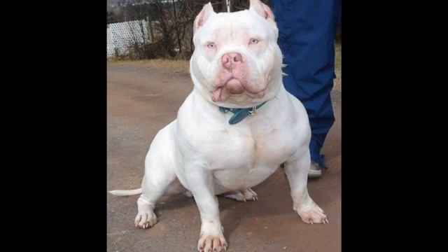Питбуль|Самые добрые собаки|Питбуль смотреть онлайн