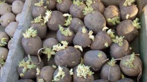 Проращивание картофеля перед посадкой