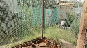 Подсадные утки. Разведение. Подготовка к охоте.