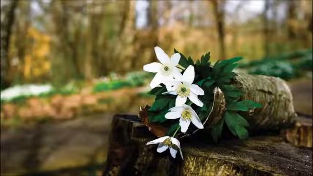Mantras para Relajar - Gate Gate Lounge - Deva Premal смотреть онлайн