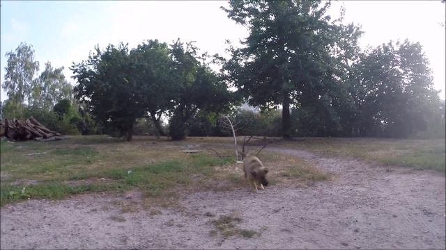 Амстаффтерьер и "безопасные" маленькие собачки/Amstaffterrier and "safe" little dogs смотреть онлайн