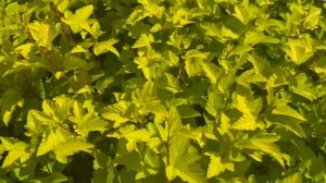 Пузыреплодник калинолистный "Дартс Голд" видеообзор из питомника