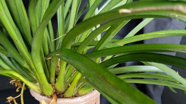 Cymbidium Aloifolium. Amazing Specimen Orchid!!!