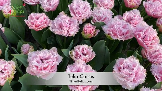 Tulip Cairns | Time4Tulips.com смотреть онлайн