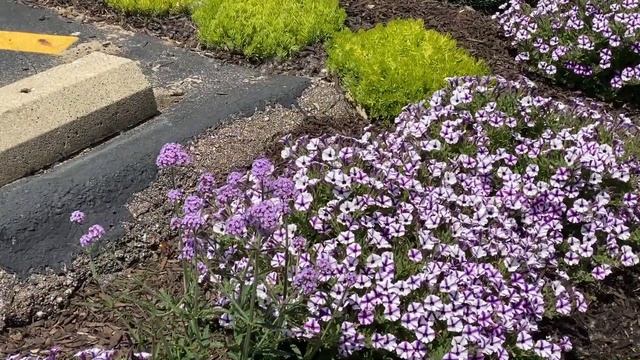 Supertunia® Mini Vista™ Violet Star | Garden Crossings смотреть онлайн