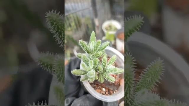 Pickle Plant Succulent || Delosperma Echinatum #shorts #succulent #garden смотреть онлайн