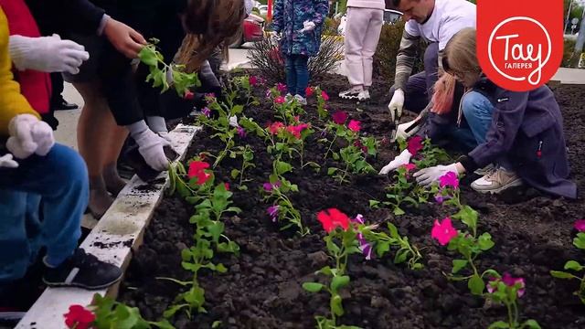 ПОСАДКА ЦВЕТОВ НА АЛЛЕЕ ПЕРЕД ТАУ смотреть онлайн