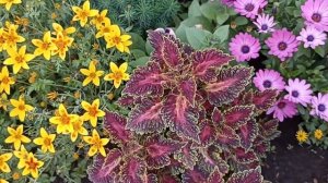 Сибирь. Обзор цветов, особое внимание обращаю на миксы..mp4