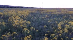 Ловля перепела на ОС, ловля перепелов(бедана) на сеть (Орнитологическая сеть, Пролётка, Паутина)