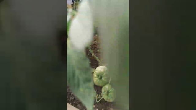 Дача наша 08.08.2021. Уход за крыжовником, шиповником, чубушником. Собираем урожай. смотреть онлайн