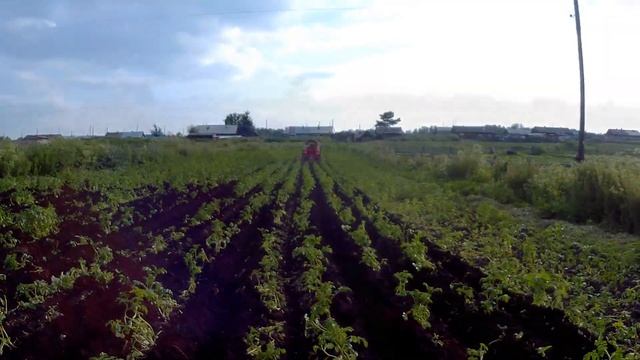 Т40ам завершение сезона окучивания картофеля 2020 смотреть онлайн