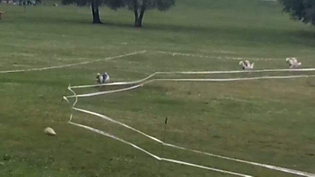 Собачьи бега в парке Дружбы смотреть онлайн