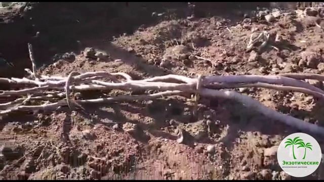 Укрытие Инжира "Далматского" смотреть онлайн