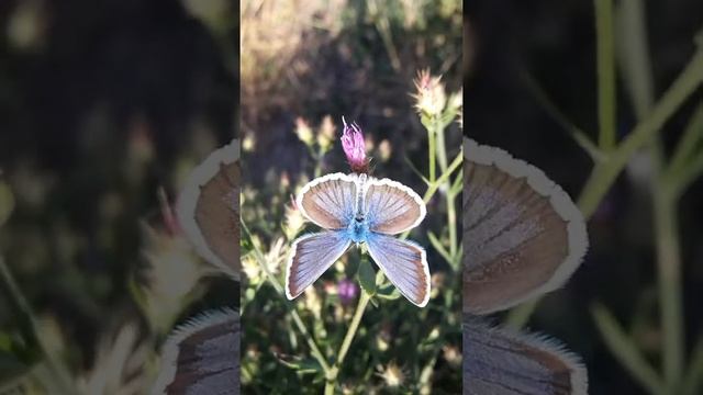 #голубянка(1) смотреть онлайн