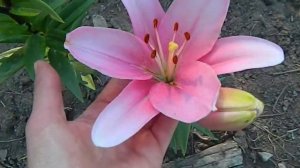 Лилия Бриндизи, ЛА-гибрид.