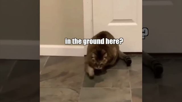 When the catnip hits pt. 2 смотреть онлайн