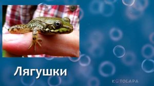 В ЧЁМ РАЗНИЦА? ЛЯГУШКА vs ЖАБА
