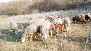 Продолжаем пасти отару овец на пастбище|Овцеводство