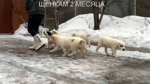 ЩЕНКИ АЛАБАЯ, СРЕДНЕАЗИАТСКОЙ ОВЧАРКИ 2 МЕСЯЦА. www.r-risk.ru +7 926-220-56-03 ТАТЬЯНА ЯГОДКИНА. смотреть онлайн