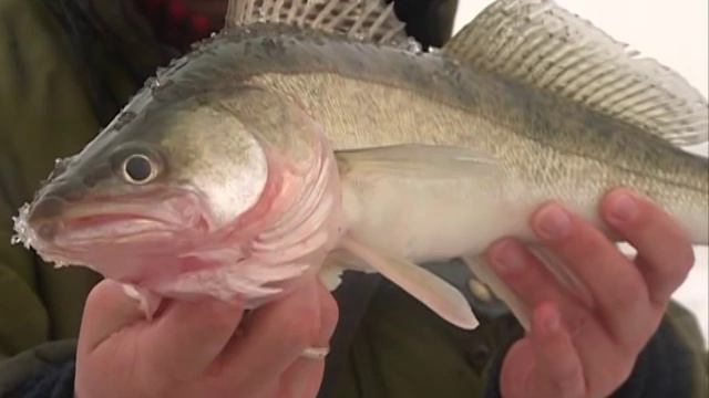 Рыбак рыбаку 304 "Судак Камского устья ч.2". смотреть онлайн