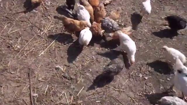 Выпускаю и осматриваю цыплят. Гусей проводила в огород. смотреть онлайн
