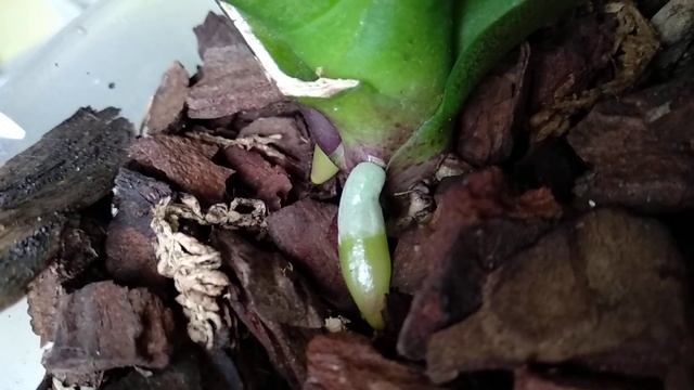 ПОПРОБУЙТЕ орхидеи ПОЛИВАТЬ так! корни ВПОПЫХАХ растут! ПОДОЙДЕТ ЛЮБОЙ орхидеи! полив ПРОСТОЙ!