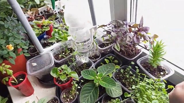 Обзор моих ростений их развитие, глоксинии,бегонии,фиалки,лилии и многое др.