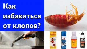 Как избавиться от клопов самостоятельно?