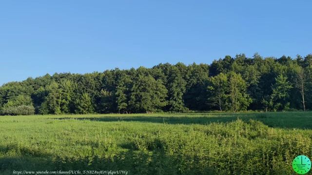 Пение лесных птиц исцеляет душу и тело, снимает стресс/Звуки природы/Birdsong/Sounds Of Nature/Rela
