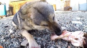 Волкособ волк Аяврик пищевая агрессия vs Питбули Dragon live...