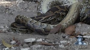 АНАКОНДА СНАЧАЛО ДУШИТ А ПОТОМ СЖИРАЕТ ПИТОНА.mp4