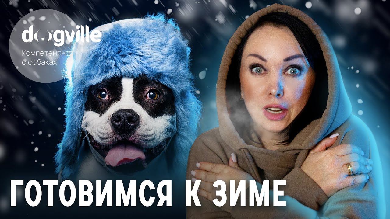 Как подготовить собаку к зиме? - Памятка по подготовке к морозам смотреть онлайн