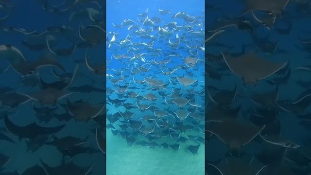Mobula Rays/Massive migration of Mobula Rays/sea/Underwater/MN Studio смотреть онлайн