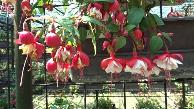 Fuchsia var. White Eyes смотреть онлайн