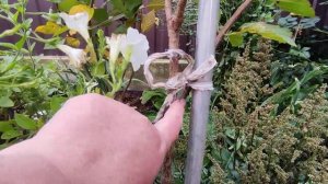 Гортензия метельчатая “Фрайз Мельба” (Fraise Melba)??Отличительные особенности сорта